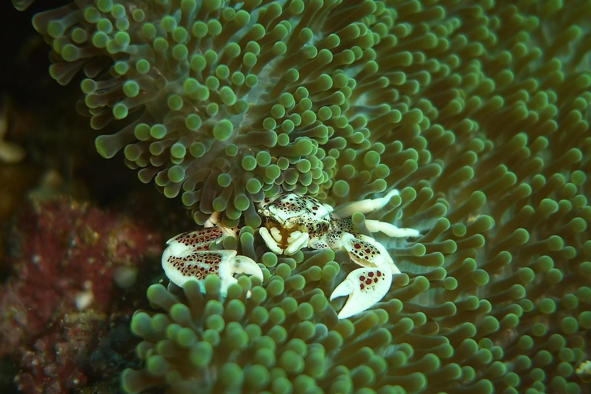 Bunaken Sea Garden Resort Екстериор снимка