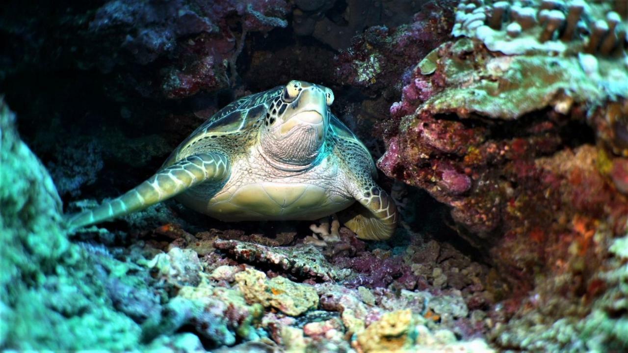 Bunaken Sea Garden Resort Екстериор снимка
