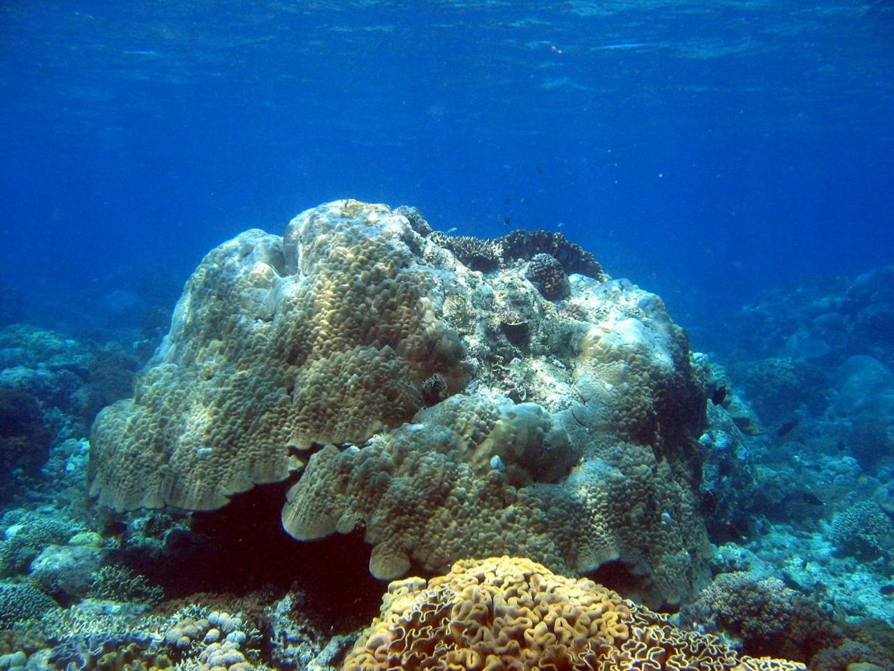 Bunaken Sea Garden Resort Екстериор снимка